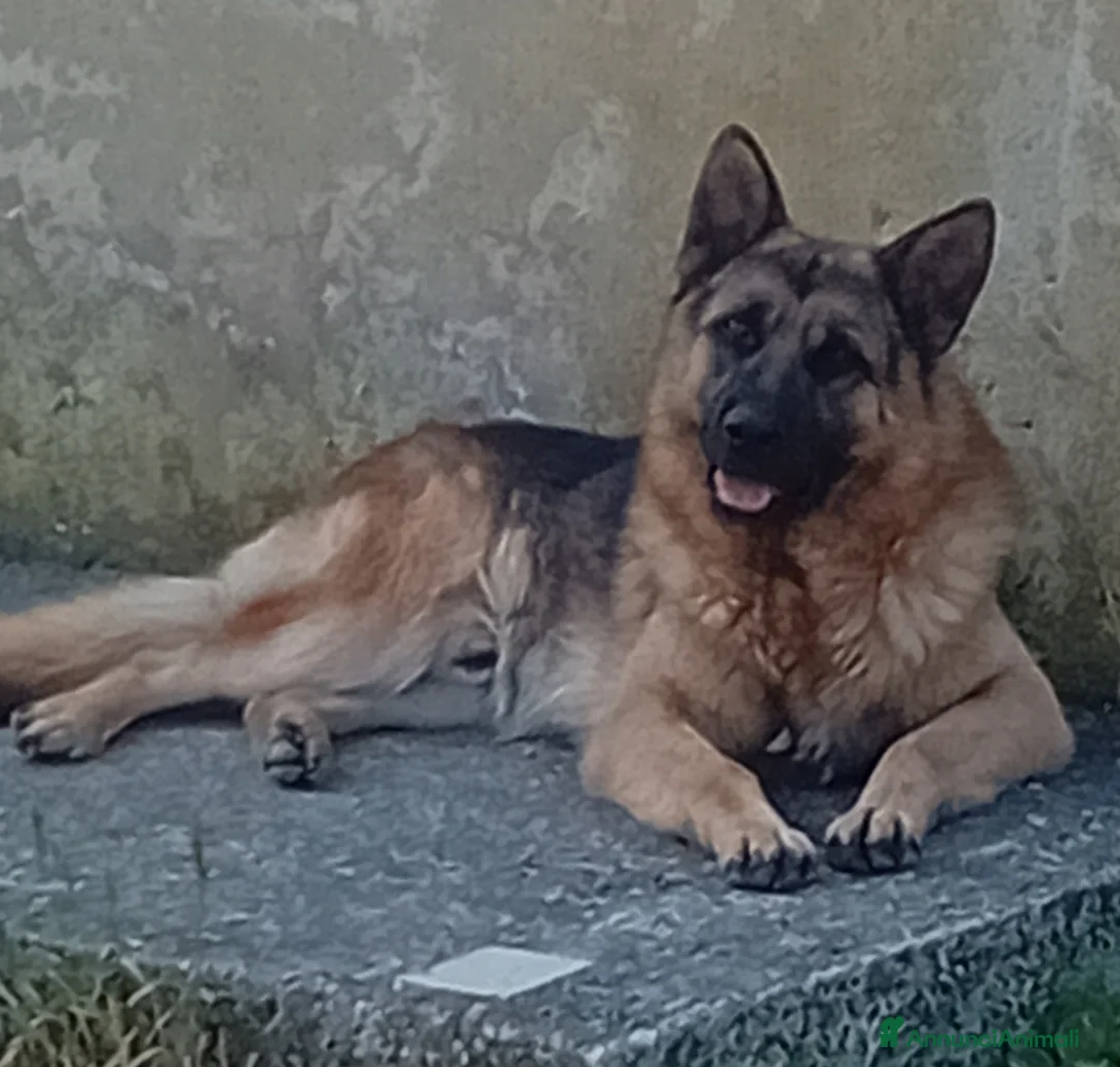 Pastore Tedesco cani in vendita: Splendidi cuccioli di pastore tedesco  - Annuncio 2