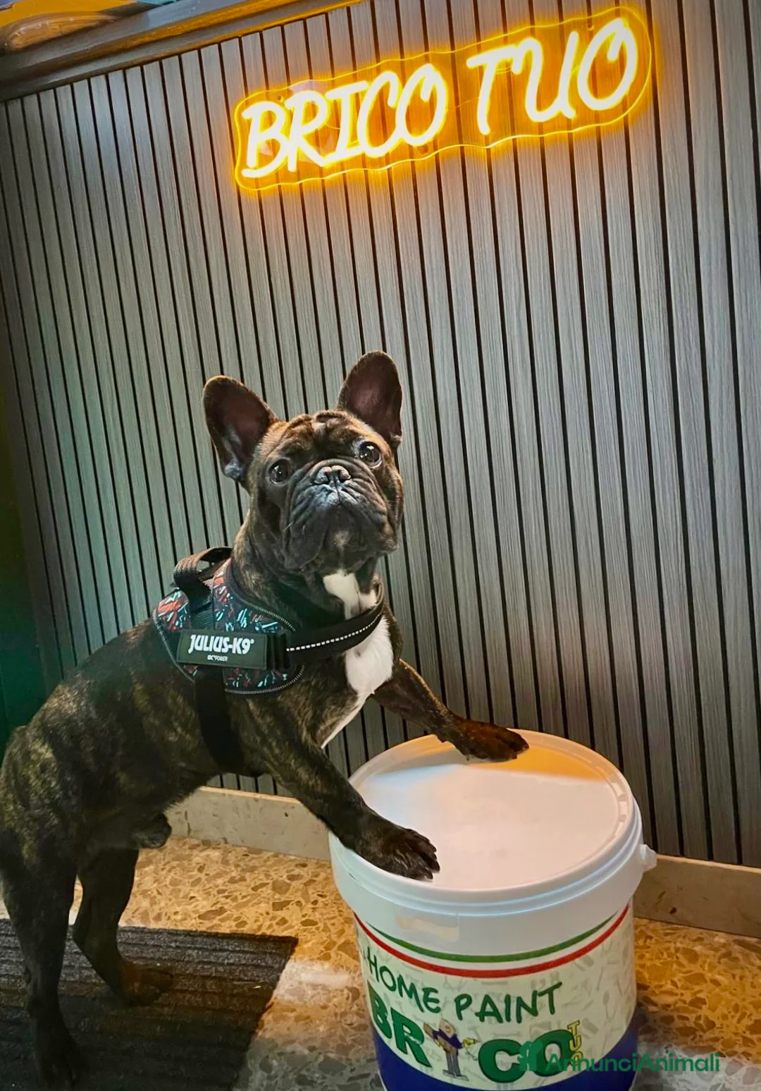 Bulldog Francese cani per accoppiamento: Pablo è in cerca di una fidanzata! 🐶💕 - Annuncio 2