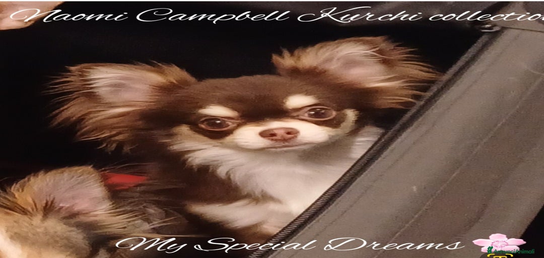 Immagine della galleria {{count}}