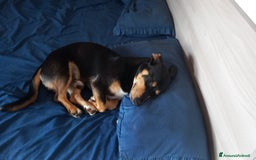 Segugio cani in regalo: Regalo cucciolo  - Immagine 2