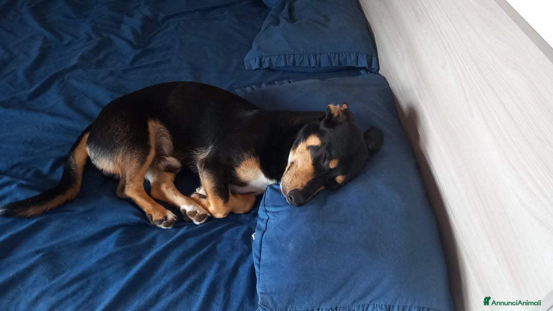 Segugio cani in regalo: Regalo cucciolo  - Immagine 2