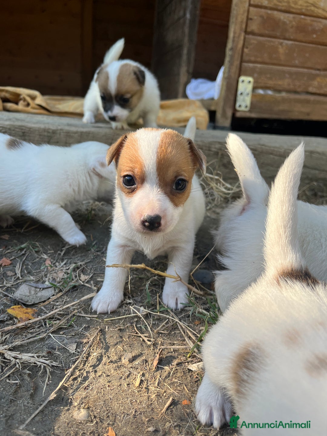 Jack Russell cani in vendita: Cuccioli di jack russell terrier  - Annuncio 8