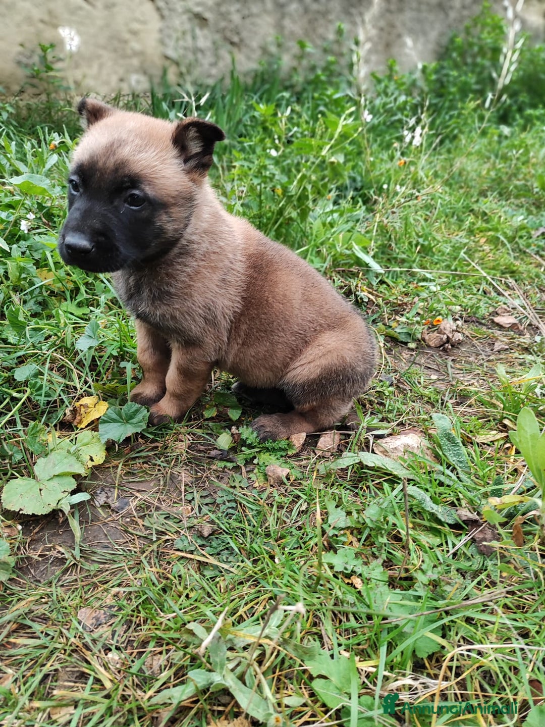 Pastore Belga cani in vendita: Allevamento Pastore Belga Malinois Bari Puglia a Città Metropolitana di Bari - Annuncio 3