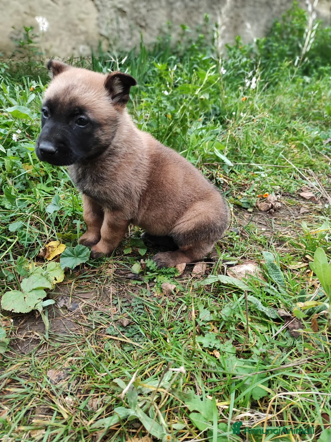 Pastore Belga cani in vendita: Allevamento Pastore Belga Malinois Bari Puglia a Città Metropolitana di Bari - Annuncio 3