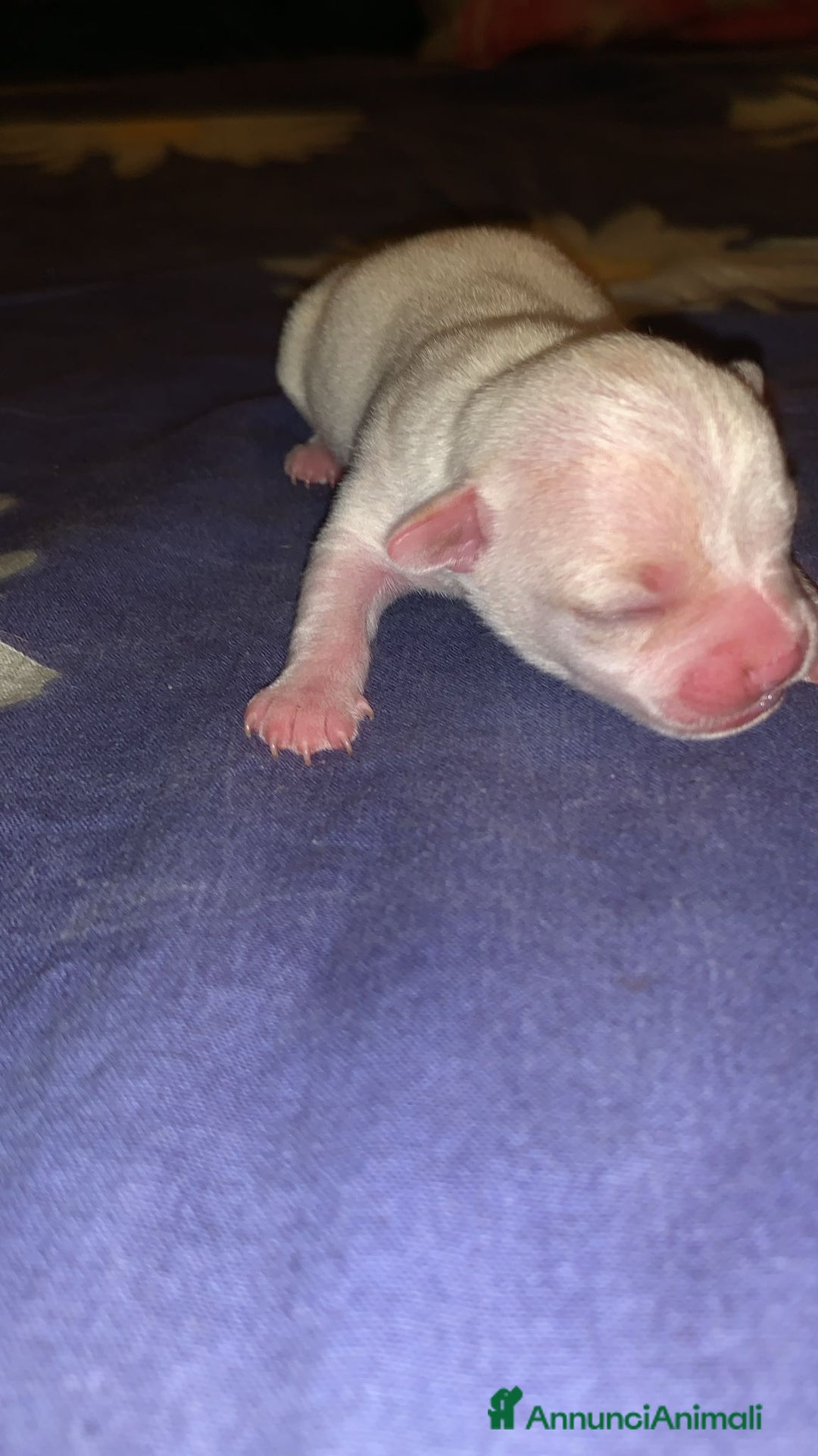 Meticcio cani in vendita: Vedo chihuahua. Invocato  - Annuncio 8