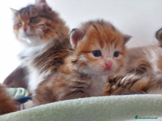 Siberiano gatti Cuccioli di gatto Siberiano Certificati - Annuncio 2