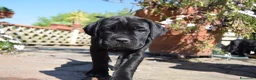 Cane Corso cani in vendita: Cuccioli di cane corso - Annuncio 7