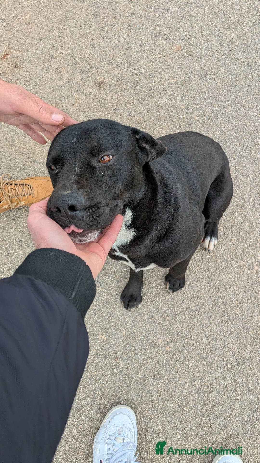 Meticcio cani in regalo: Giovane simil-Amstaff in cerca di famiglia a Provincia di Lecce - Annuncio 1