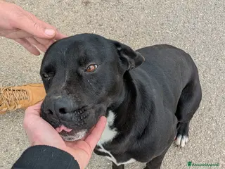 Meticcio cani Giovane simil-Amstaff in cerca di famiglia - Annuncio 1