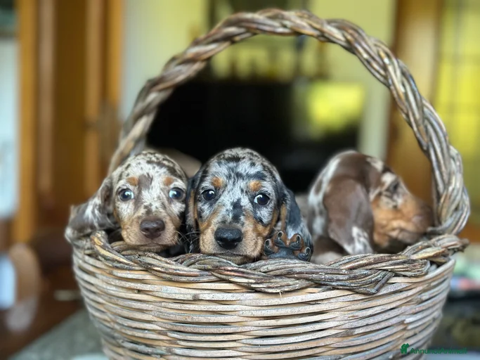 Immagine della galleria {{count}}