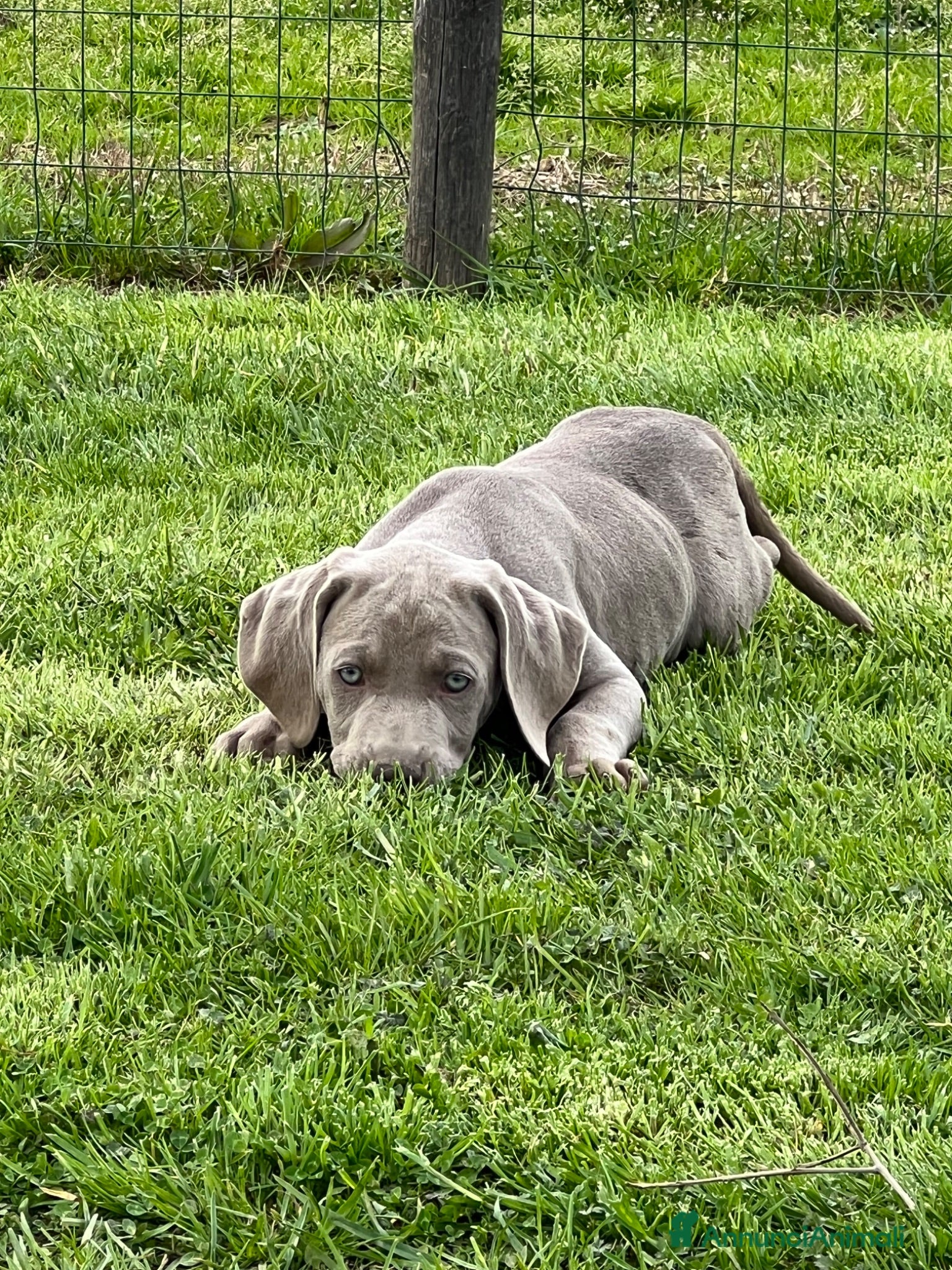 Weimaraner cani Cuccioli weimaraner  - Annuncio 1