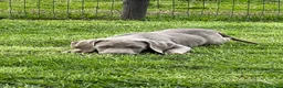 Weimaraner cani in vendita: Cuccioli weimaraner  - Annuncio 1