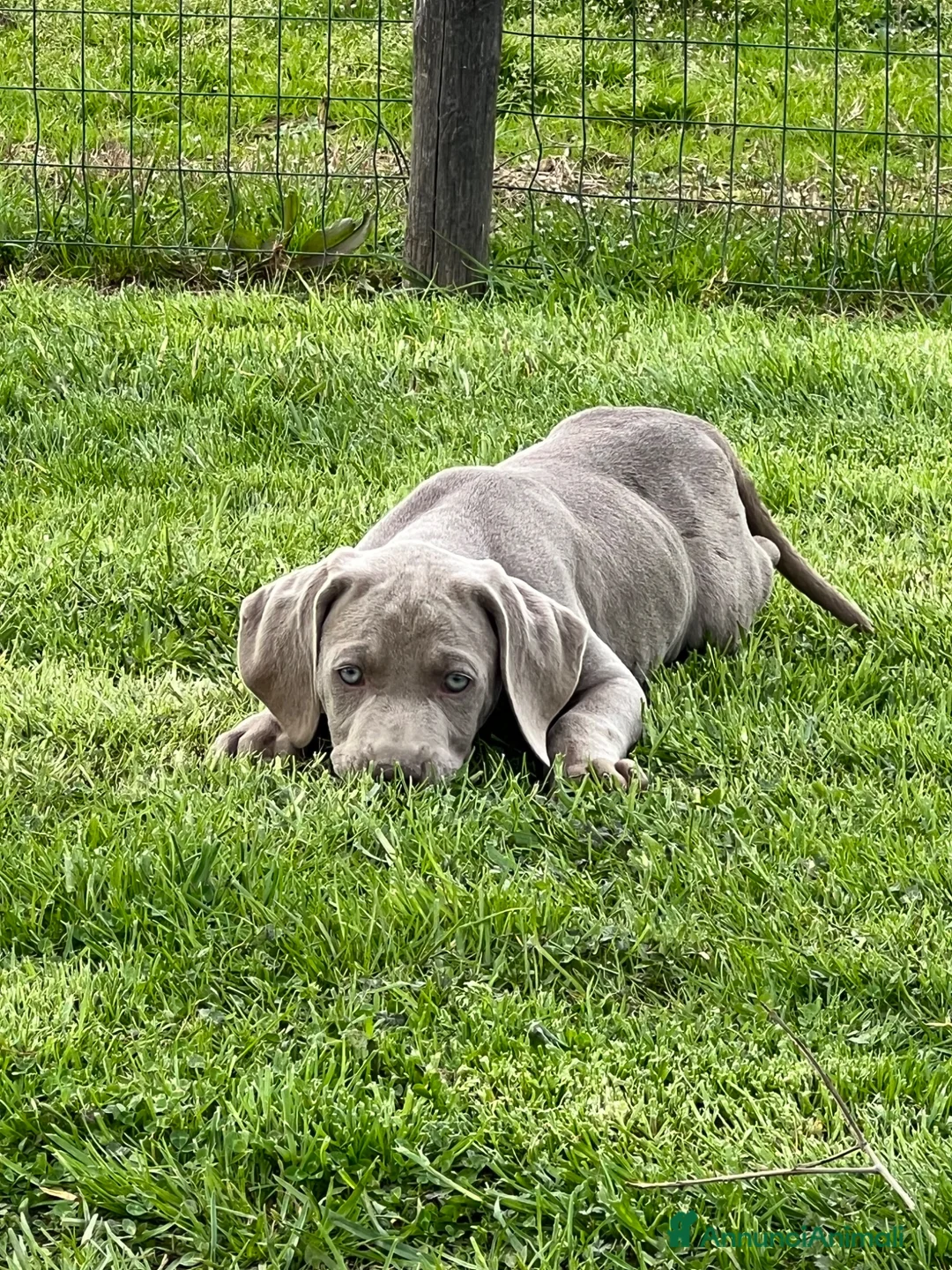 Weimaraner cani in vendita: Cuccioli weimaraner  - Annuncio 1