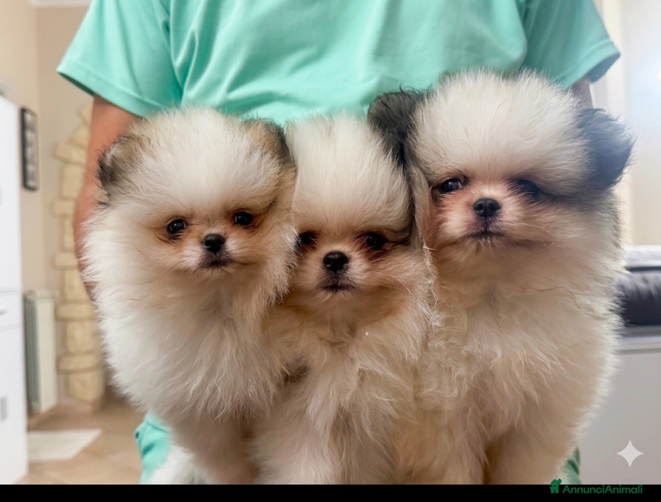 Volpino Pomerania cani Cuccioli volpino di pomerania - Annuncio 4