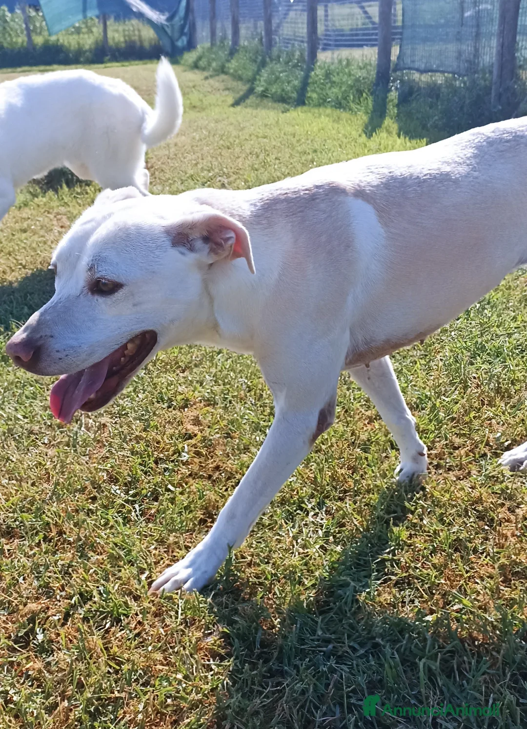 Meticcio cani in regalo: Ursula, splendida meticcia in adozione a Provincia di Latina - Annuncio 4