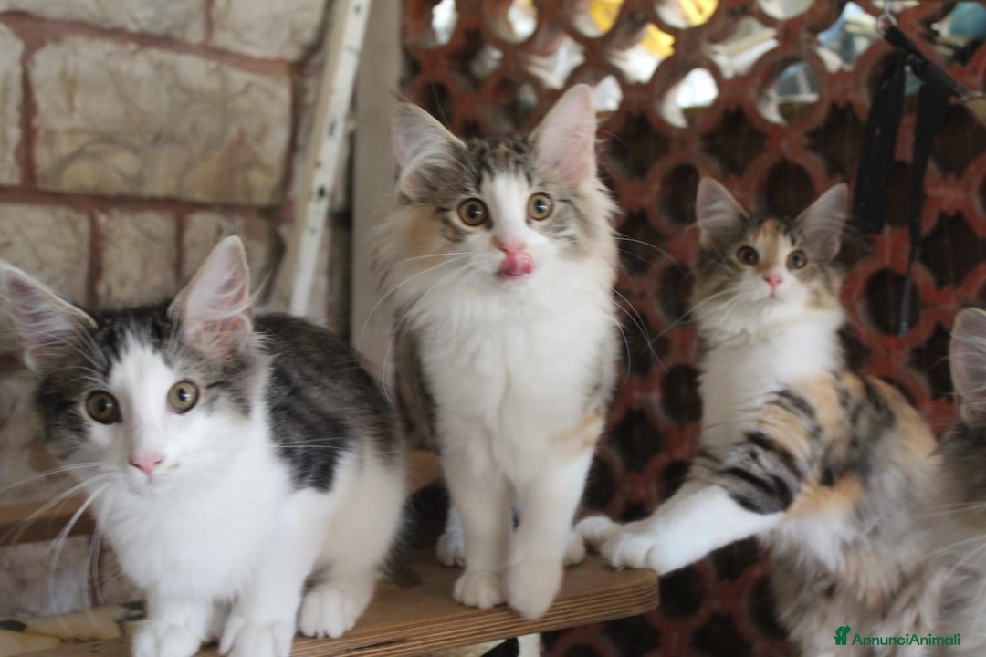 Norvegese gatti in vendita: Cuccioli Norvegesi delle Foreste - Annuncio 3