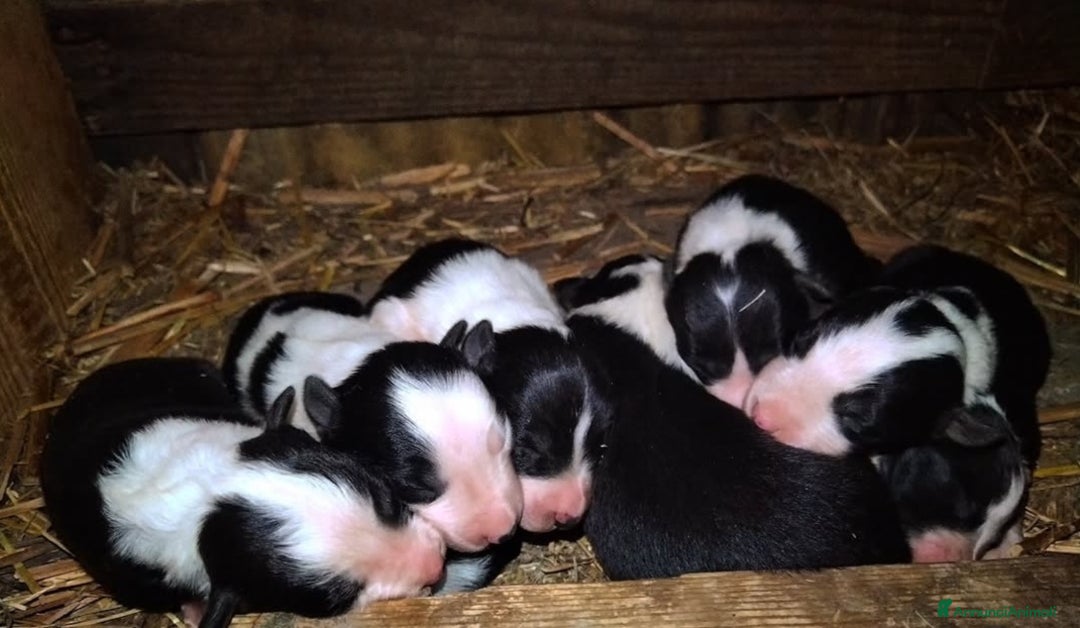 Border Collie cani in vendita: Border Collie  - Annuncio 2