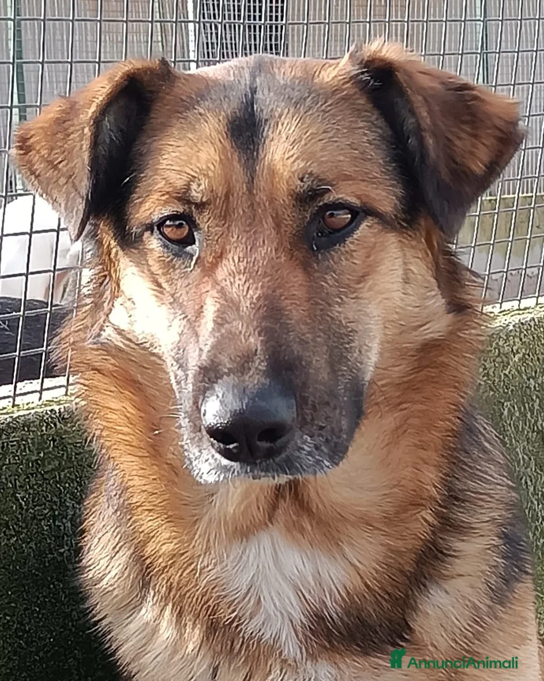 Meticcio cani in regalo: ELEKTRA lupetta 2 anni cerca adozione a Provincia di Latina - Annuncio 2