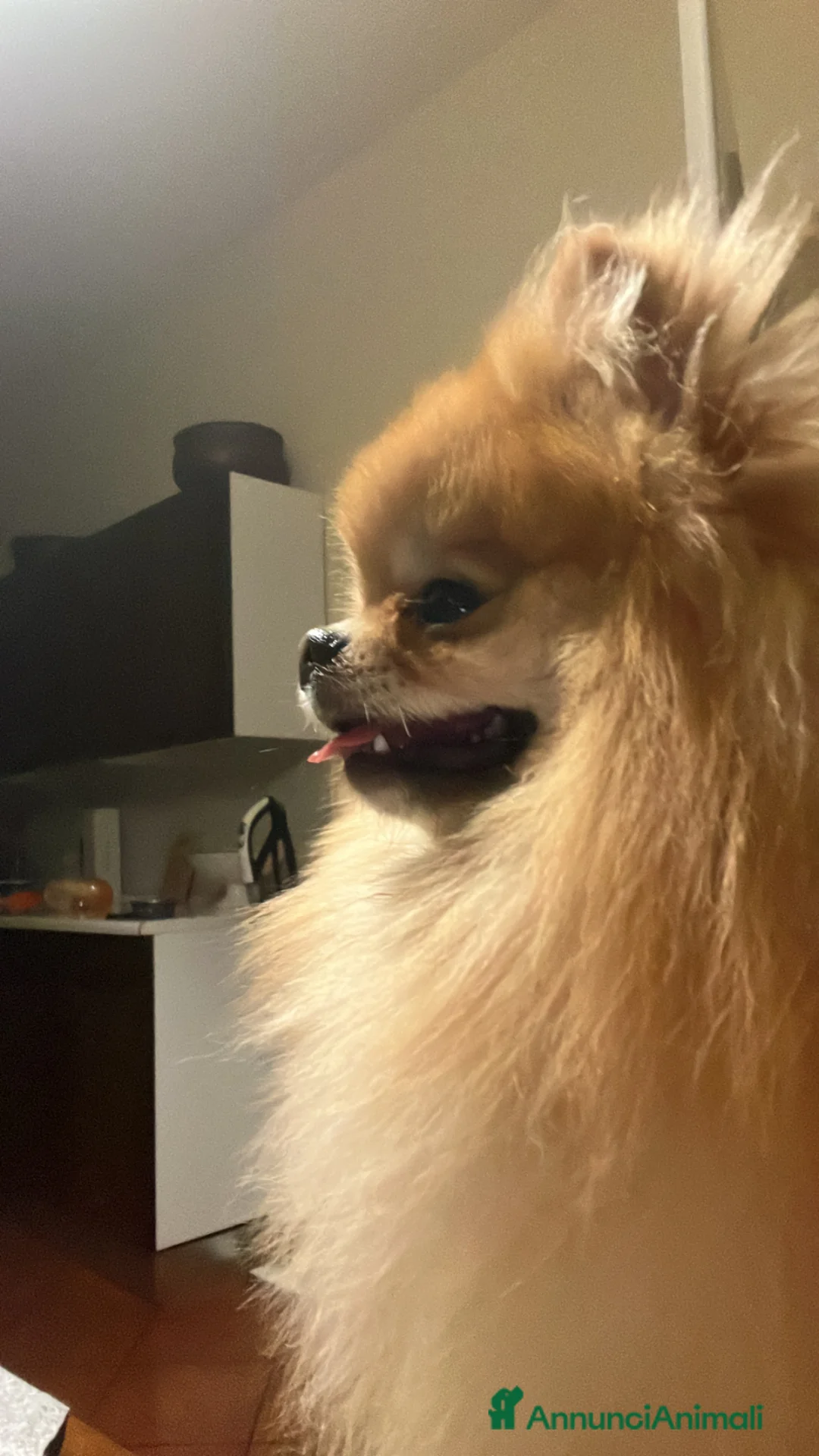 Spitz cani per accoppiamento: Spitz nano per accoppiamento - Annuncio 1