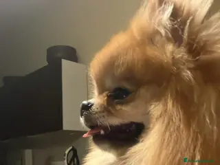 Spitz cani Spitz nano per accoppiamento - Annuncio 2