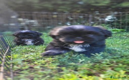 Shih Tzu cani in vendita: Shih-tzu cuccioli  - Immagine 3