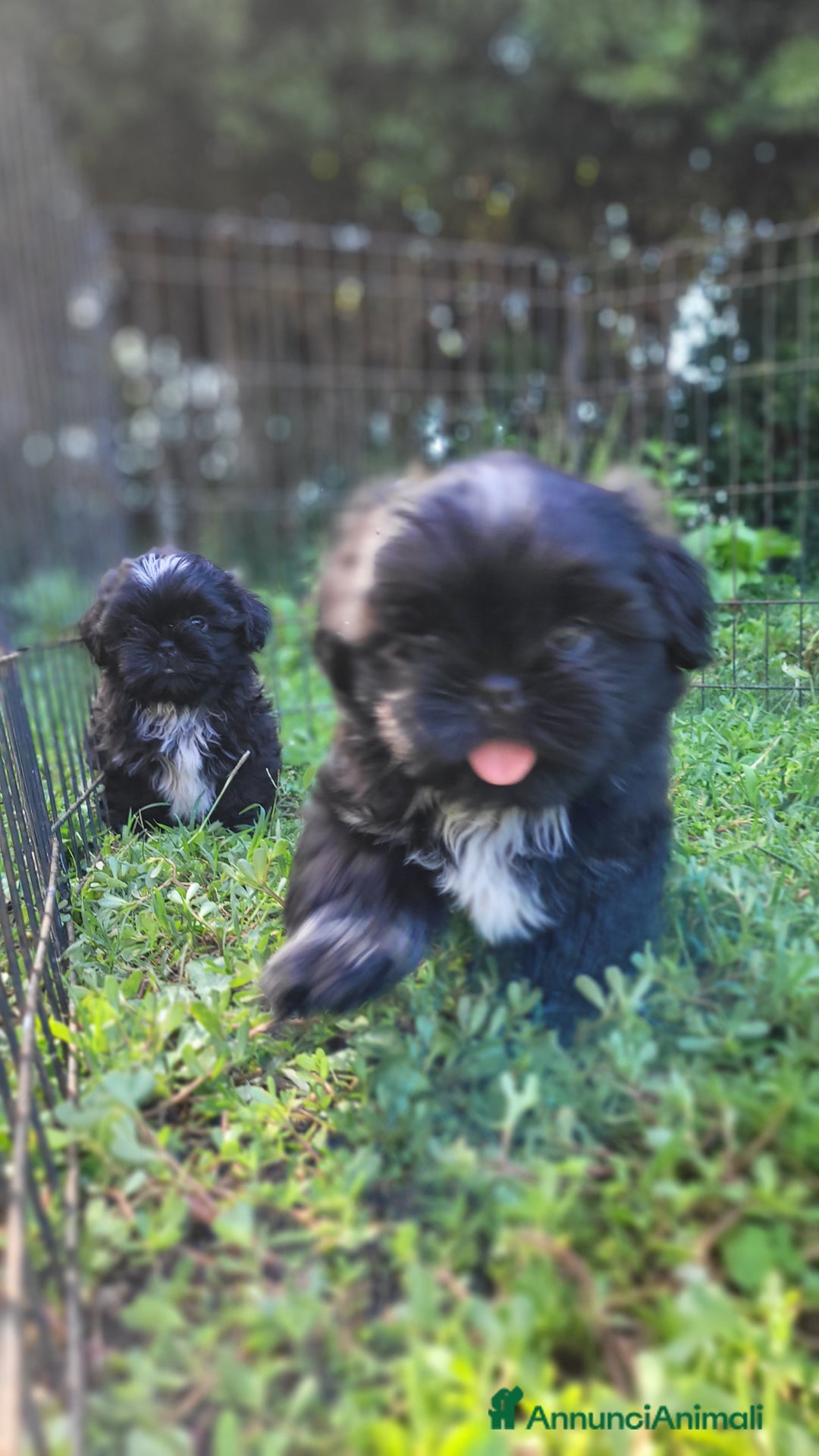 Shih Tzu cani in vendita: Shih-tzu cuccioli  - Immagine 3