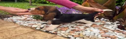 Bassethound cani in vendita: Cuccioli Bassethound - Annuncio 10