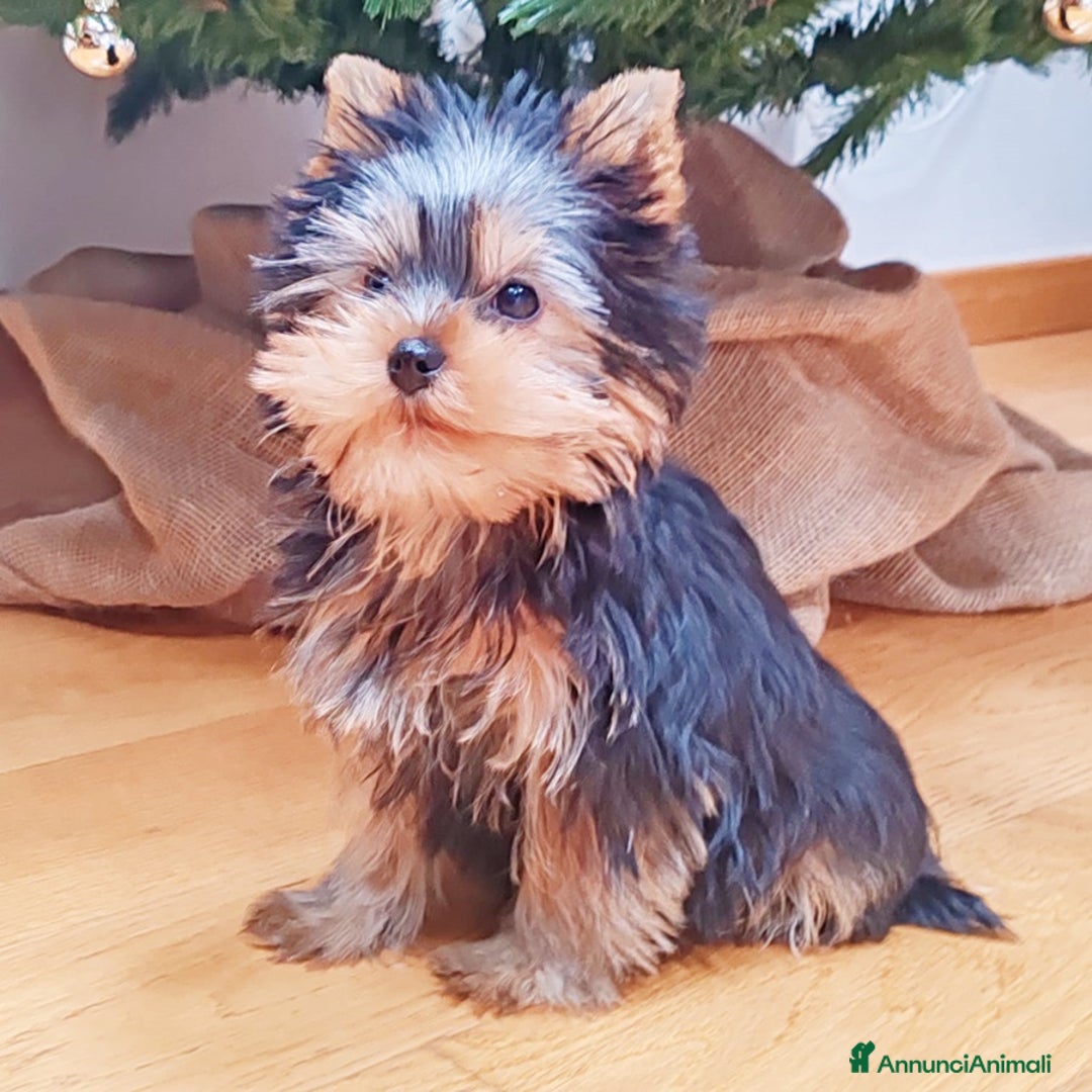 Yorkshire cani in vendita: CUCCIOLO YORKSHIRE CON PEDIGREE - Annuncio 5