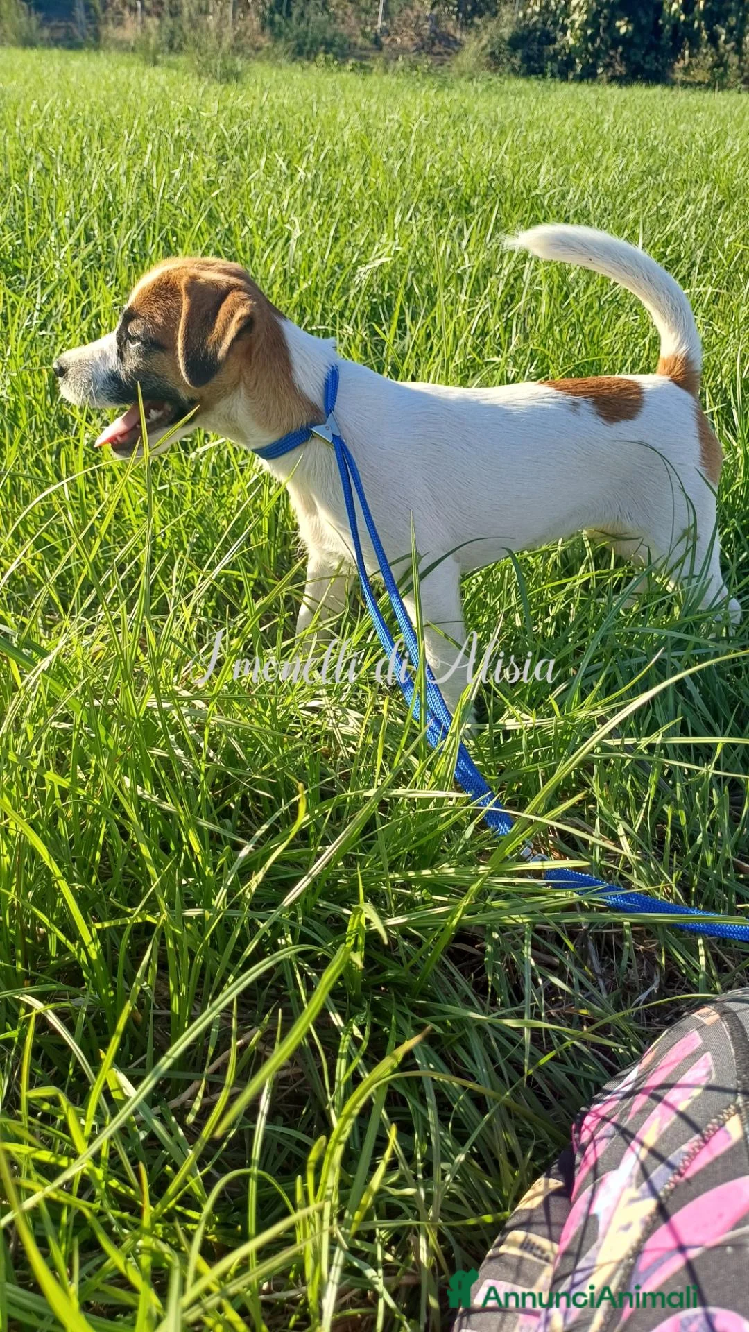 Jack Russell cani in vendita: Cucciola di jack russell terrier con pedigree  a Città metropolitana di Roma Capitale - Annuncio 3