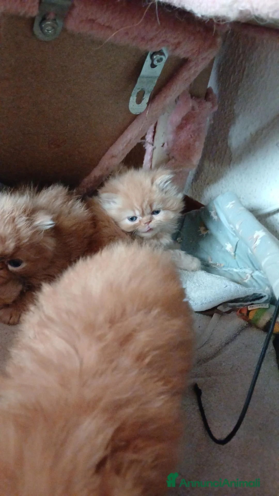 Persiano gatti in vendita: Persiani - Annuncio 3
