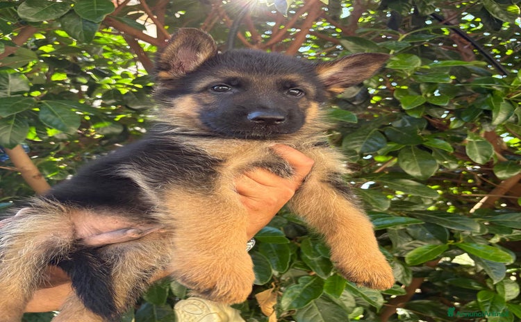 Pastore Tedesco cani a Città metropolitana di Reggio Calabria - Annuncio 10