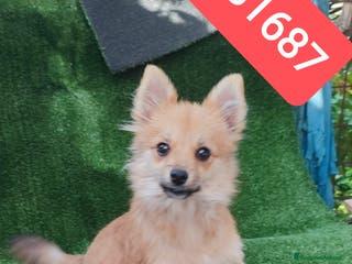 Spitz cani SPITZ TEDESCO PICCOLO Cucciolone a recupero spese - Annuncio 1