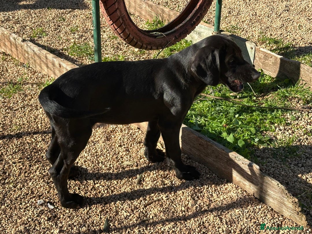 Meticcio cani in regalo: Paco, 3 mesi  - Annuncio 7