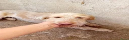 Meticcio cani in regalo: Lulù, 10 kg di dolcezza - Annuncio 3