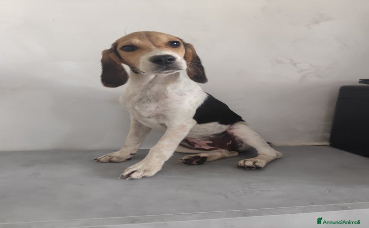 Beagle cani a Città metropolitana di Messina - Annuncio 2