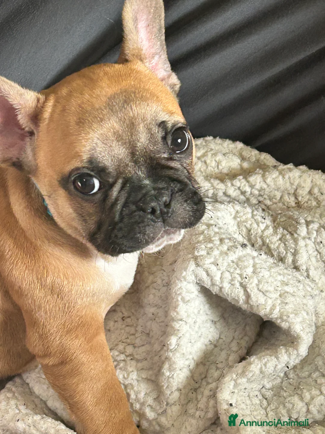 Bulldog Francese cani in vendita: Bulldog francese - Annuncio 8