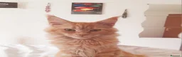Maine Coon gatti in vendita: Cucciolone di Mainecoon  - Annuncio 3
