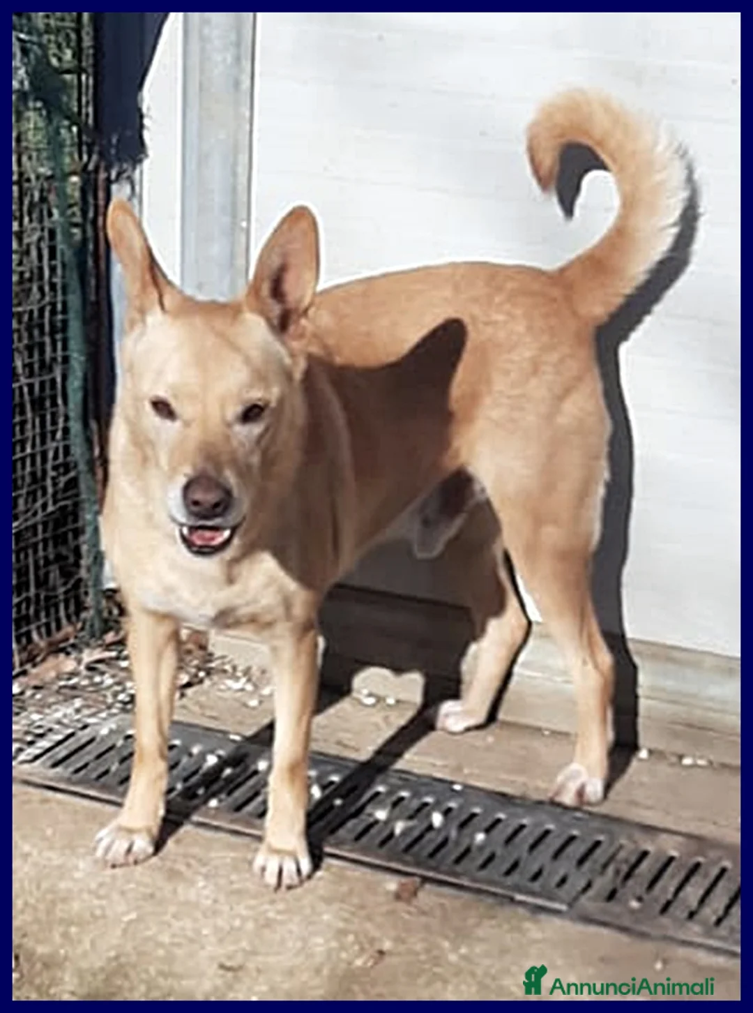 Pinscher Tedesco cani in regalo: EDDY SIMIL PINSCHER 7 ANNI, RINUNCIA DI PROPRIETA' a Genova - Annuncio 4