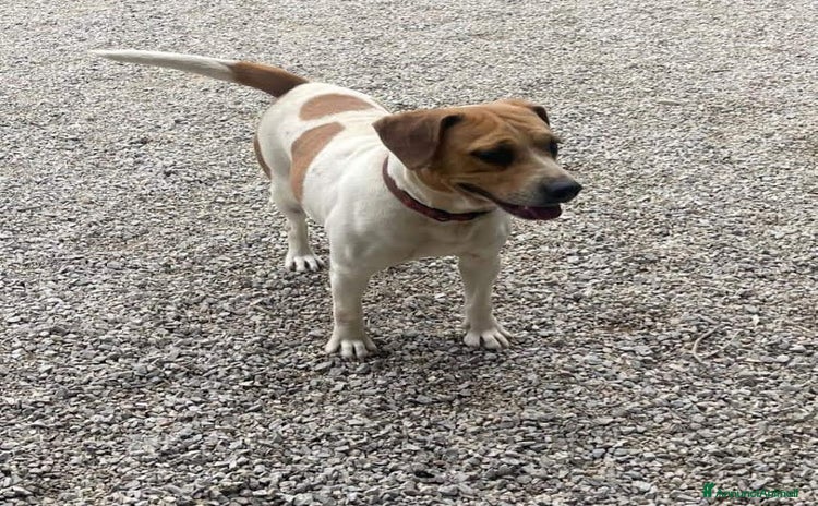 Beagle cani 4 anni VENERA, simil beagle - Annuncio 1