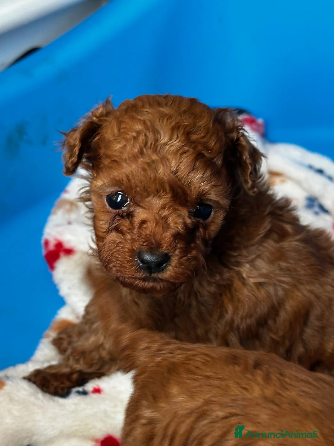 Barbone cani in vendita: Cuccioli barbone toy color fulvo - Annuncio 2