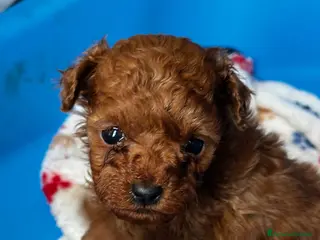 Barbone cani Cuccioli barbone toy color fulvo - Annuncio 4