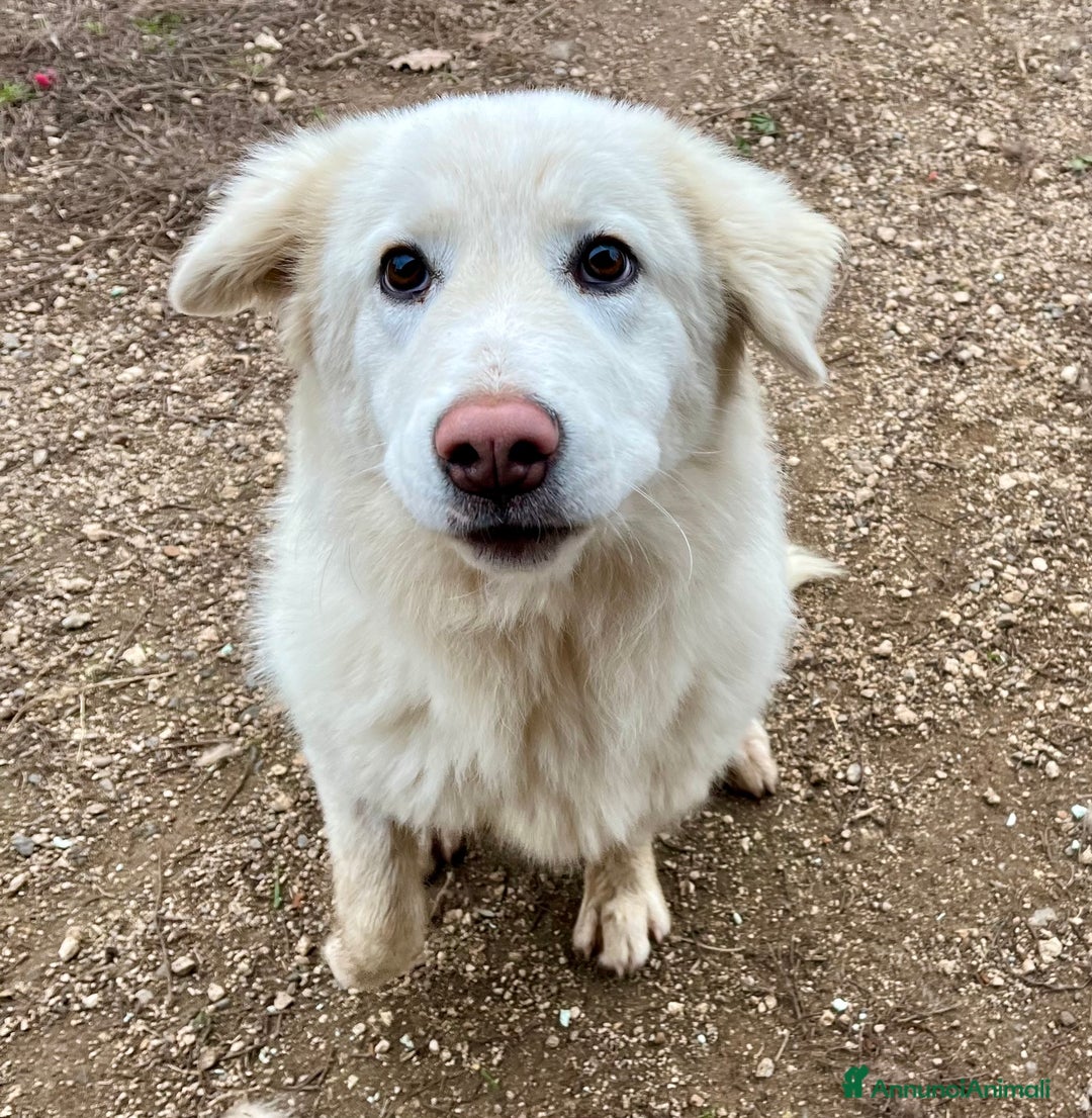 Pastore Maremmano cani in regalo: Cucciola sette mesi - Annuncio 8