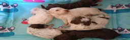 Lagotto cani in vendita: Lagotti  - Annuncio 9