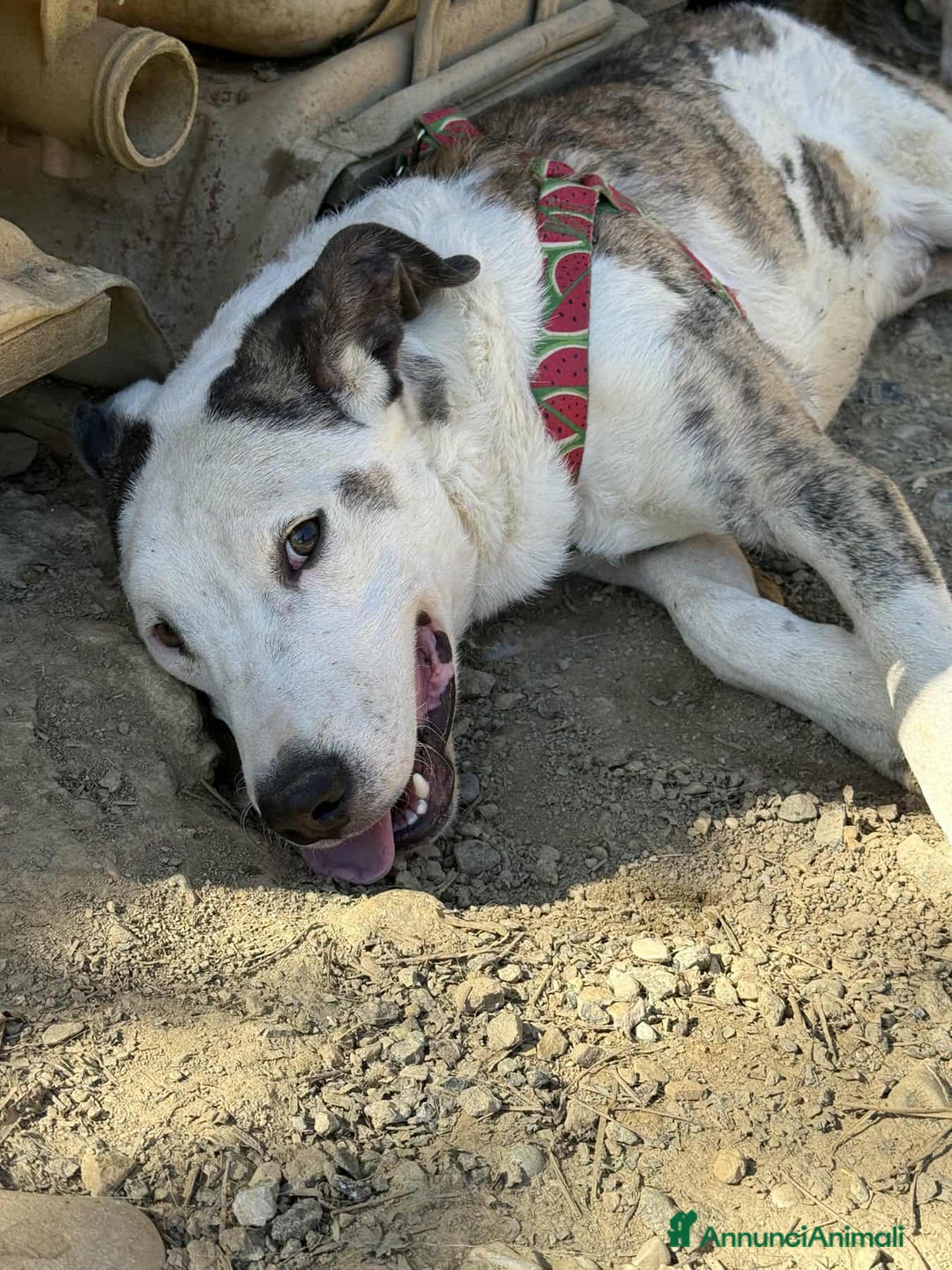 Pitbull cani in regalo: ROCK e ALFA, cuccioli super coccoloni! Mix PIT - Annuncio 3