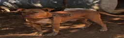 Pitbull cani in regalo: Pitbull Red N.femmina 2anniSUPER URGENTE!LUINO VA - Annuncio 5