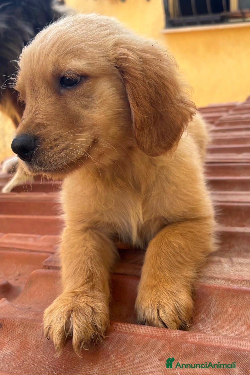 Golden Retriever cani Golden Retriever americani - Annuncio 3