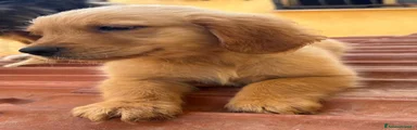 Golden Retriever 1