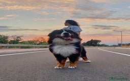 Bovaro del Bernese cani per accoppiamento: Bovaro del Bernese maschio per monta a Città metropolitana di Roma Capitale - Immagine 6