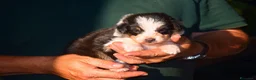 Australian Shepherd cani in vendita: Cuccioli di pastore australiano  - Annuncio 5
