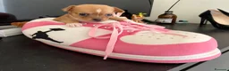 Chihuahua cani in vendita: Chihuahua cuccioli - Annuncio 13